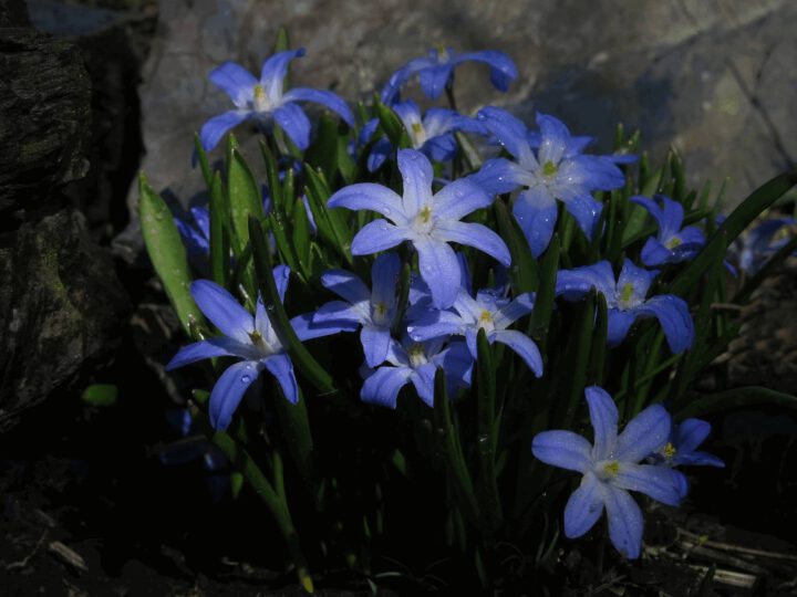 Sternhyazinthen – Hasenglöckchen & Krokus